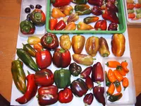 Ernte 28.09 (1).webp