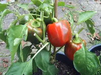 Rosso 28.09 (1).webp
