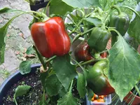 Rosso 28.09 (2).webp