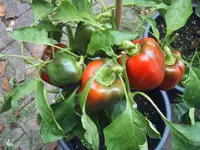 Rosso 28.09 (3).webp