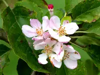 9.webp