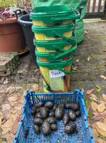 Kartoffeln*Purple Rain*2024-11-06*700g.webp