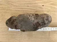 Kartoffeln*Ernte*25-09-30*Purple Rain*19.webp