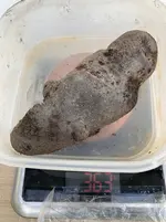 Kartoffeln*Ernte*25-09-30*Purple Rain*20.webp