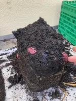 Kartoffeln*Ernte*25-09-30*Rote Amalie*01.webp