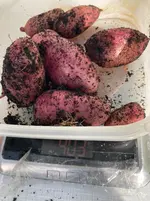 Kartoffeln*Ernte*25-09-30*Rote Amalie*02.webp