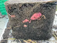 Kartoffeln*Ernte*25-09-30*Rote Amalie*04.webp