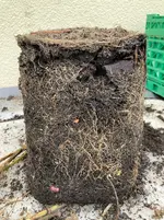 Kartoffeln*Ernte*25-09-30*Rote Amalie*05.webp