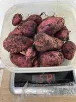 Kartoffeln*Ernte*25-09-30*Rote Amalie*06.webp