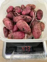 Kartoffeln*Ernte*25-09-30*Rote Amalie*07.webp