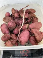 Kartoffeln*Ernte*25-09-30*Rote Amalie*08.webp