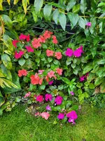 20250928_094917.webp