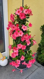 20250928_095042.webp