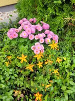20250928_095052.webp