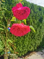 IMG_20250928_120751.webp