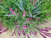 IMG_20250601_145007_1.webp