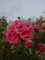 IMG_20251002_075650_1.webp