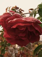 IMG_20251002_080151_1.webp