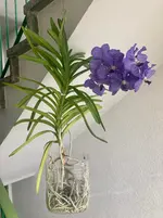 Vanda-D*Blüte*2025-09-26*01*27.Tag.webp