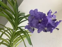 Vanda-D*Blüte*2025-09-26*02*27.Tag.webp