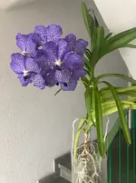 Vanda-D*Blüte*2025-09-26*03*27.Tag.webp