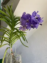 Vanda-D*Blüte*2025-10-01*.webp