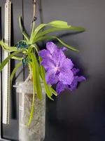 Vanda-A*2025-10-03*01.webp