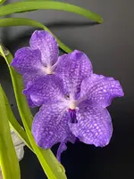 Vanda-A*2025-10-03*02.webp