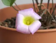 2025OxalisRosa.webp