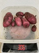 Kartoffeln*Ernte*25-10-01*Rote Amalie*08*Sac*.webp