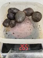 Kartoffeln*Ernte*25-10-01*Purple Rain*03*Sac.webp