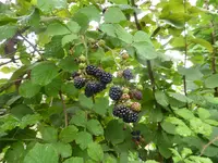 P1150540.webp