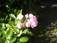 P1160207.webp