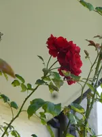 P1160223.webp