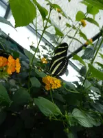 P1160107.webp