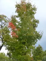 P1160136.webp