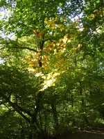 P1160201.webp