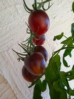 IMG_20250920_165533_1.webp