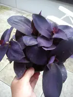 DSC08434.webp