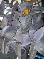 DSC08433.webp