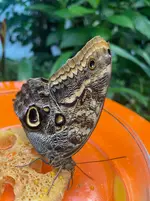 Blauer Bananenfalter (Morpho atreus) (2).webp