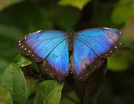 Blauer Bananenfalter (Morpho atreus) (1).webp