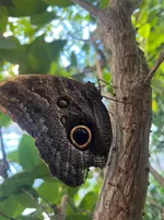 Blauer Bananenfalter (Morpho atreus).webp