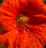 IMG_3118.webp