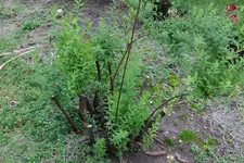 Spierstrauch öE 20250927.webp
