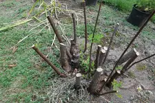 Spierstrauch öE 20250827.webp