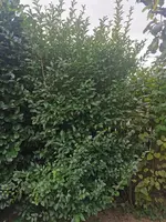 IMG_20251007_082015.webp IMG_20251007_082015.webp