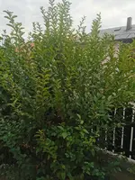 IMG_20251007_082037 (1).webp IMG_20251007_082037 (1).webp