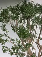 Baum2.webp