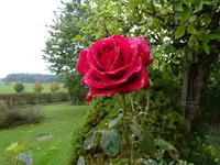 DSC03971.webp
